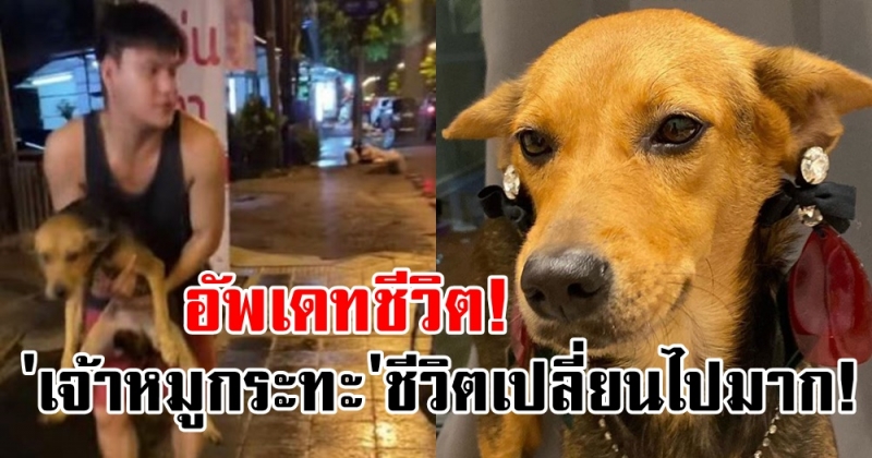 น้องหมูกระทะ ชีวิตเปลี่ยนไปมาก! จากหมาที่น่าสงสารในวันนั้น กลายเป็นหมาไฮโซในวันนี้!