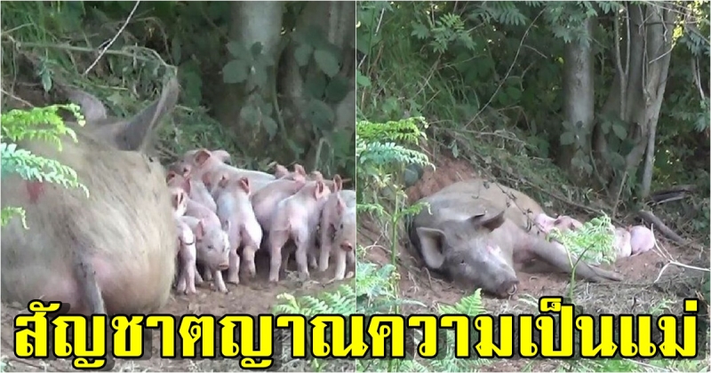 แม่หมูท้องแก่หนีออกจากฟาร์มเพาะเลี้ยง ไปออกลูกในป่า 9 ตัว